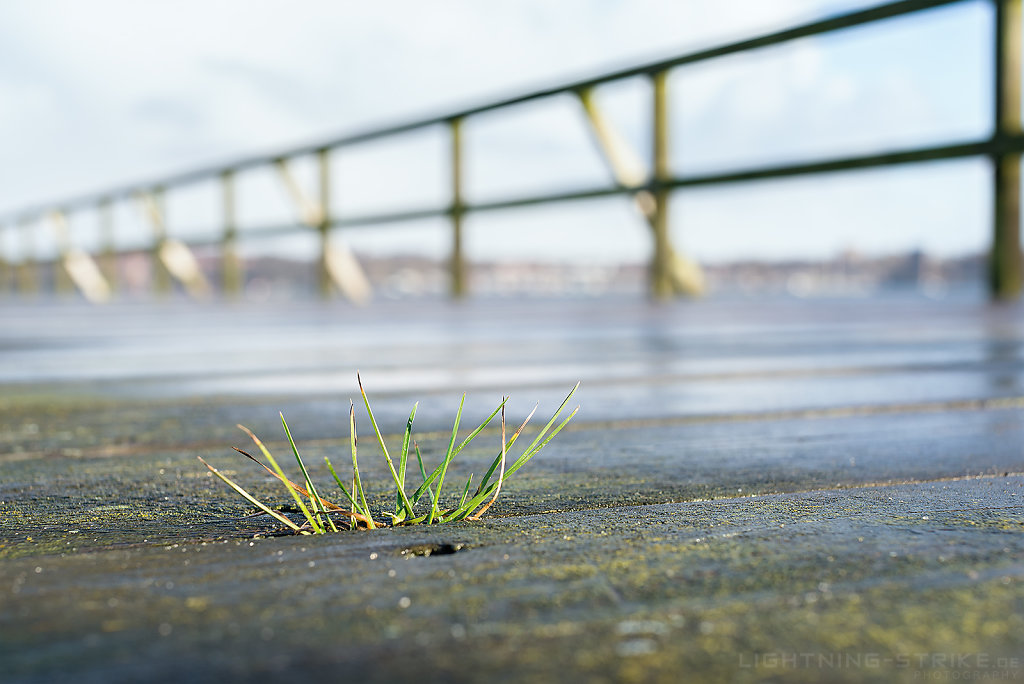 Gras